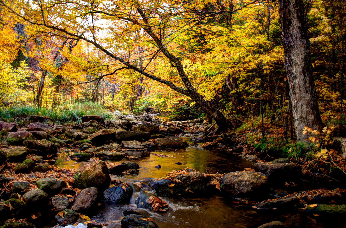 NE0012 - Golden Autumn Stream