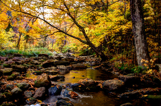 NE0012 - Golden Autumn Stream
