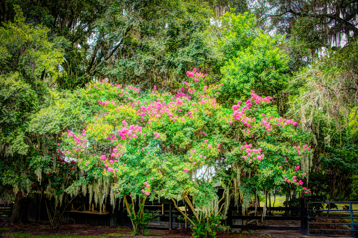 SC0003 - Crape Myrtle Trees With Spanish Moss