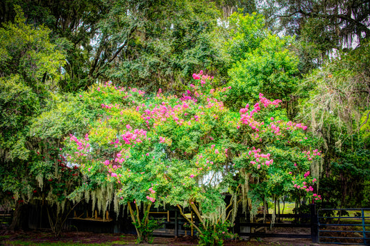 SC0003 - Crape Myrtle Trees With Spanish Moss