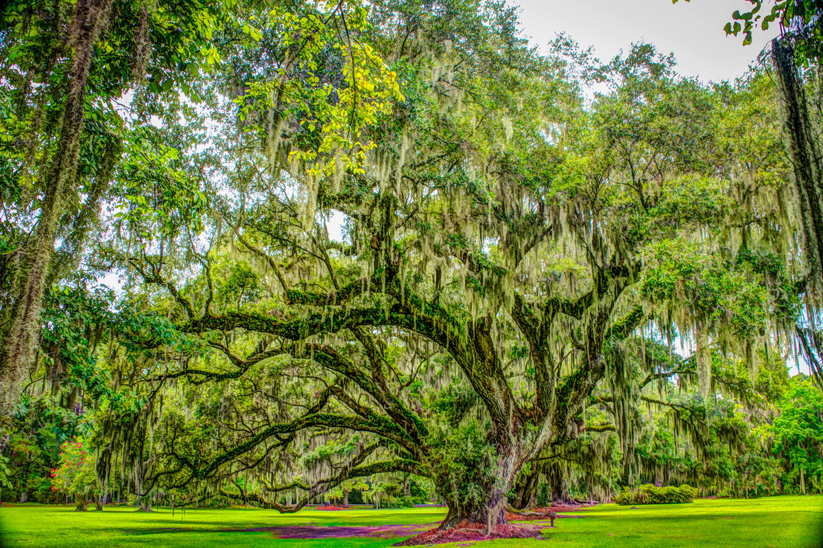 SC0004 - Spanish Moss Covered Live Oak