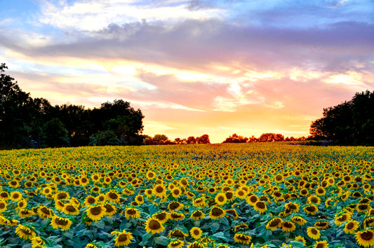 SUN0003 - Sunset Glow