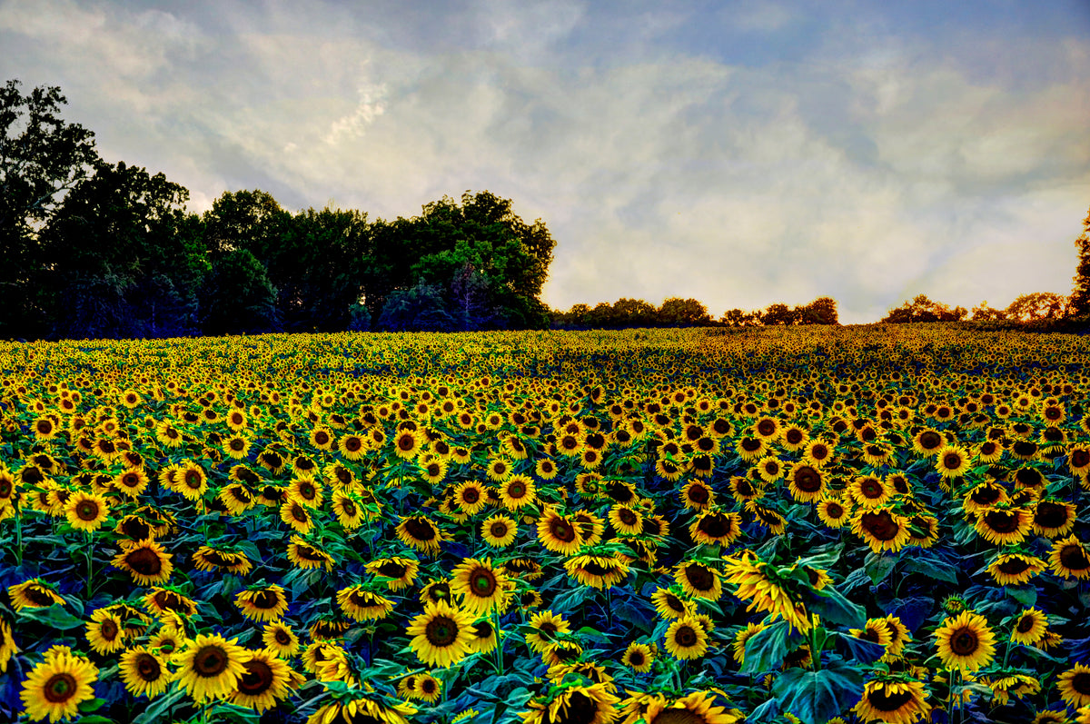SUN0005 - Kansas Gold