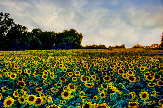 SUN0005 - Kansas Gold