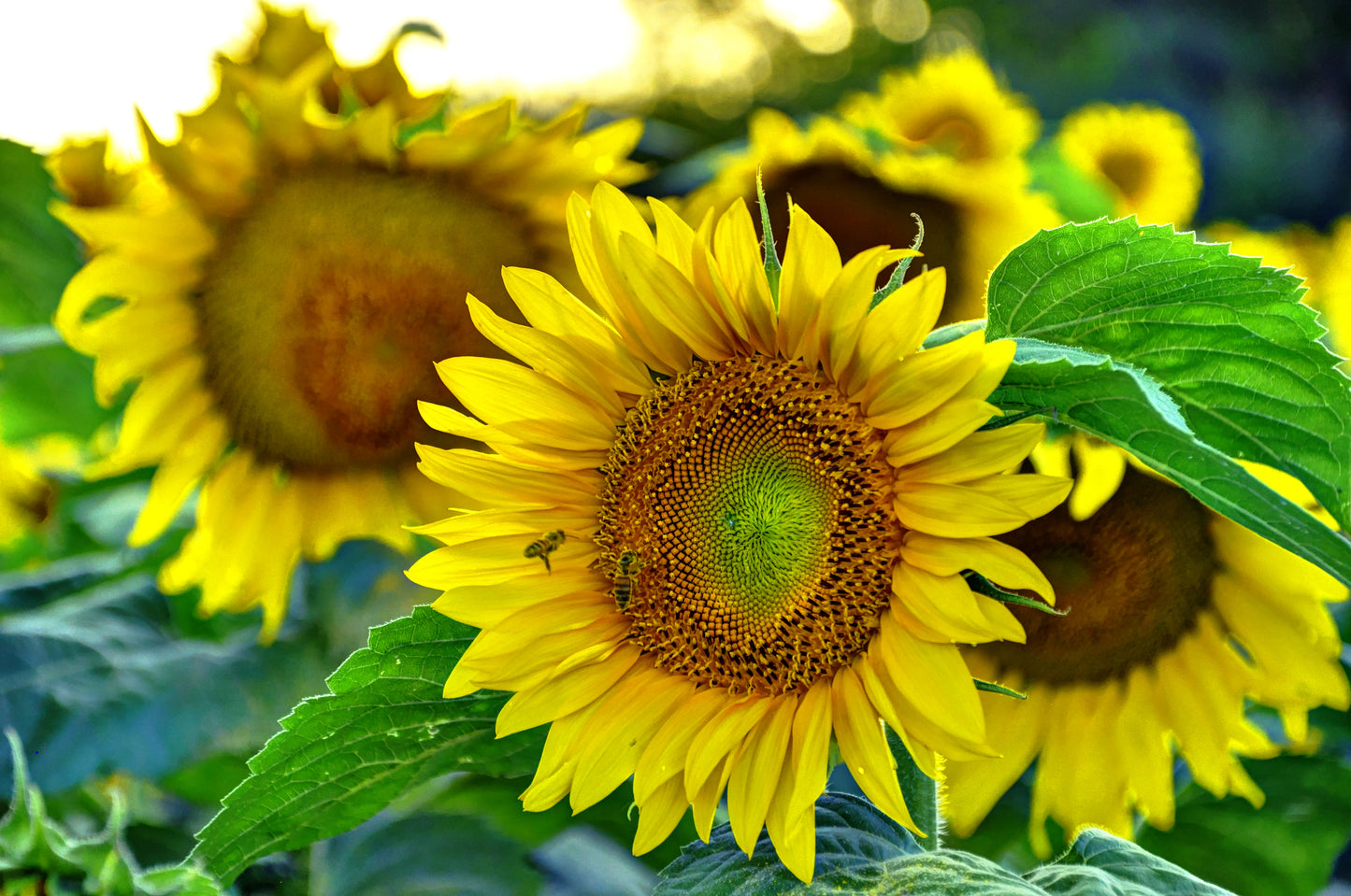 SUN0006 - The Trio