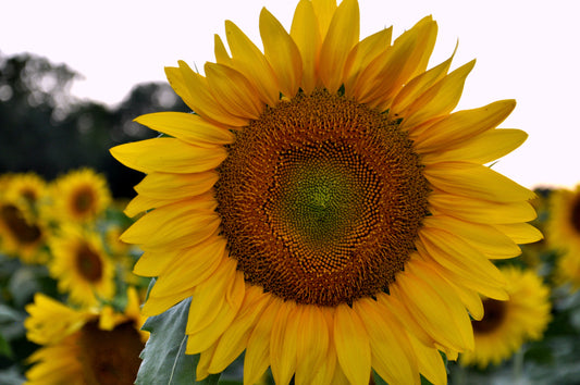 SUN0008 - Grinter's Sunflower Closeup