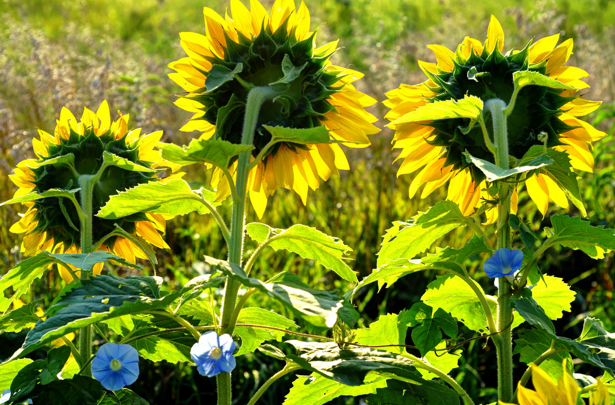 SUN0010 - Sunflowers and Morning Glorys