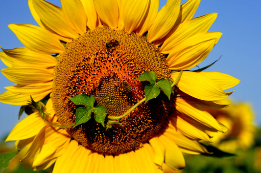 SUN0012 - Sunflower Head With Vine