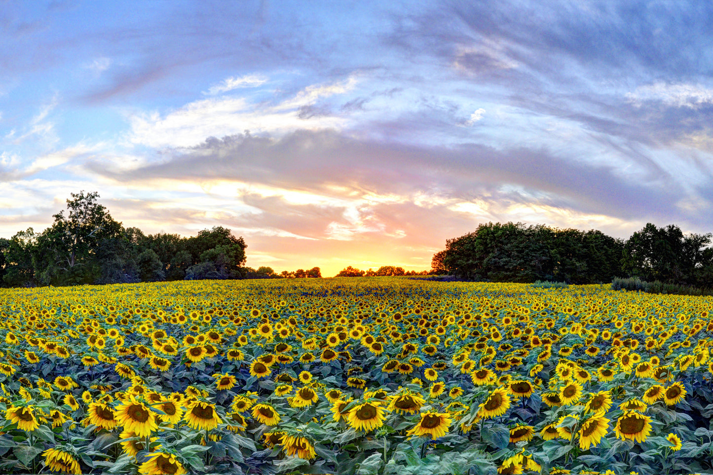 SUN0016 - Grinter's Sunset