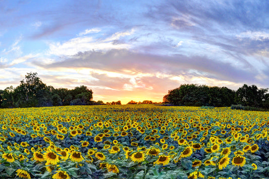 SUN0016 - Grinter's Sunset