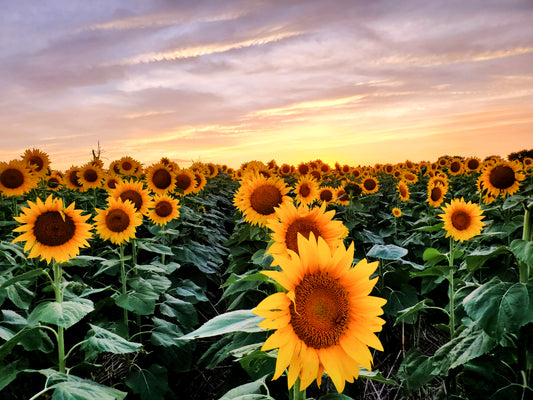 SUN0020 - Golden Sunflower Sunset