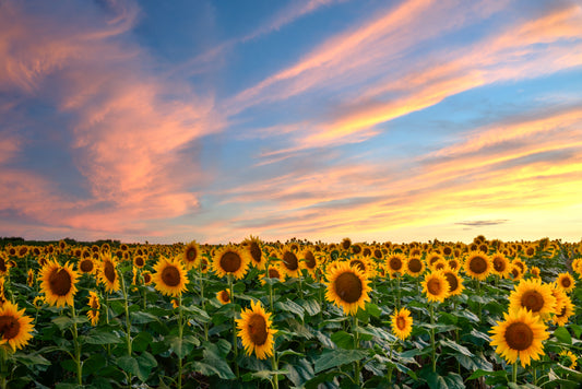 SUN0021 - Cotton Candy Sunset