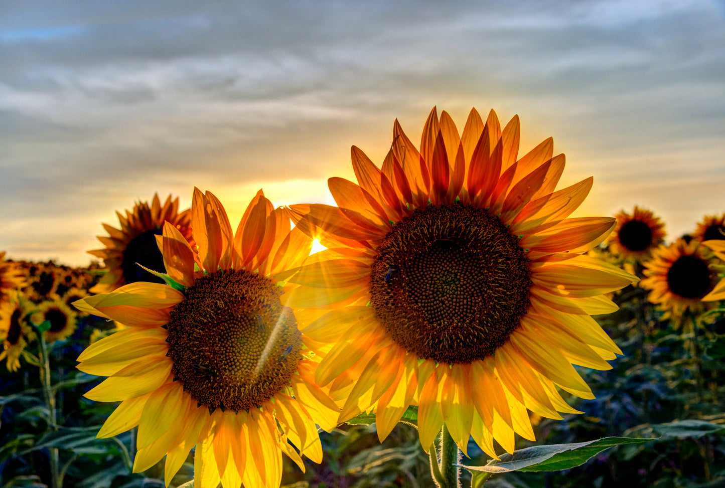 SUN0022 - Backlit Duo
