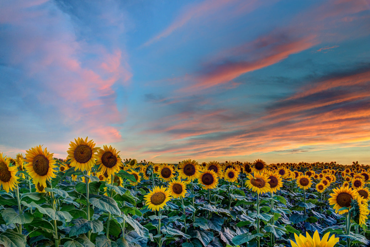 SUN0023 - Peaceful Sunflower Sunset