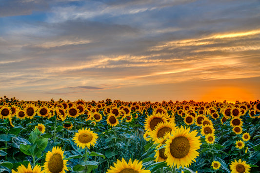 SUN0024 - Field of Gold at Sunset