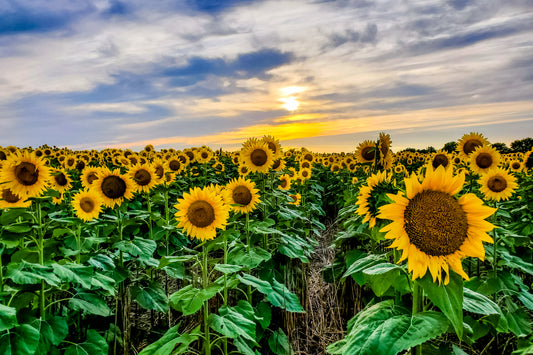 SUN0030 - Sunflowers at Sunset