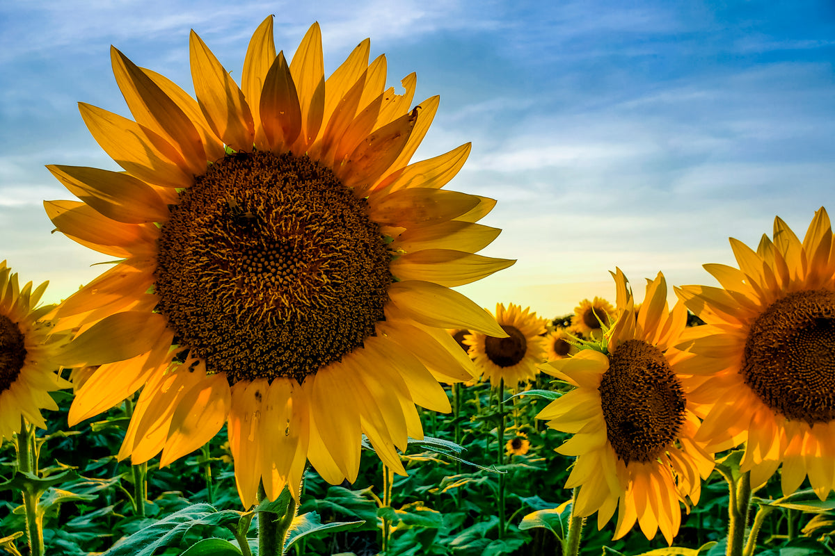 SUN0032 - Let Your Light Shine