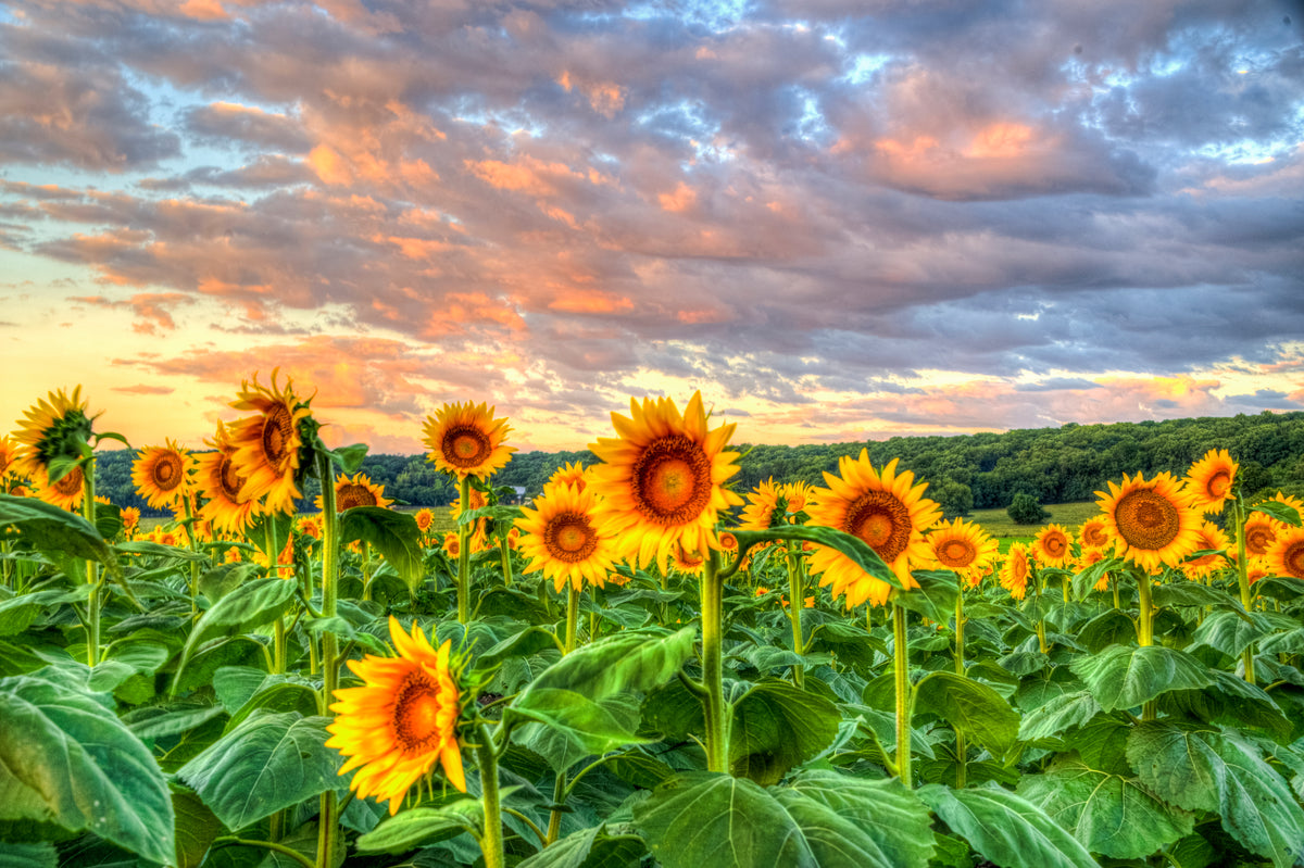 SUN0033 - Sunrise Salute