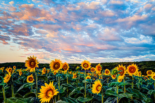 SUN0034 - Good Morning, Sunshine