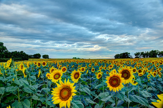 SUN0035 - Refreshed After the Rain