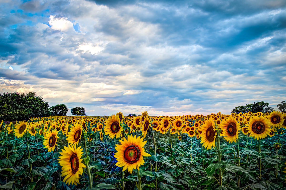 SUN0036 - Flourish and Become Glorious
