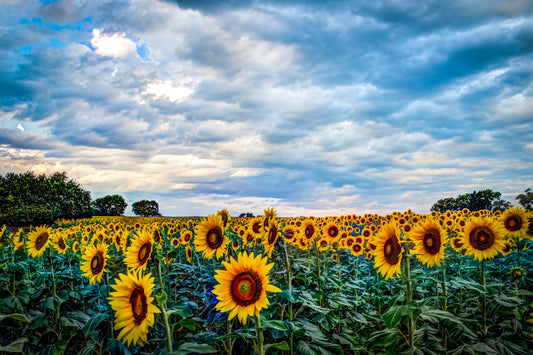 SUN0036 - Flourish and Become Glorious