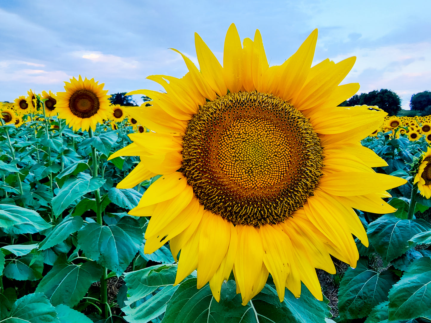SUN0040 - Stunning in Yellow