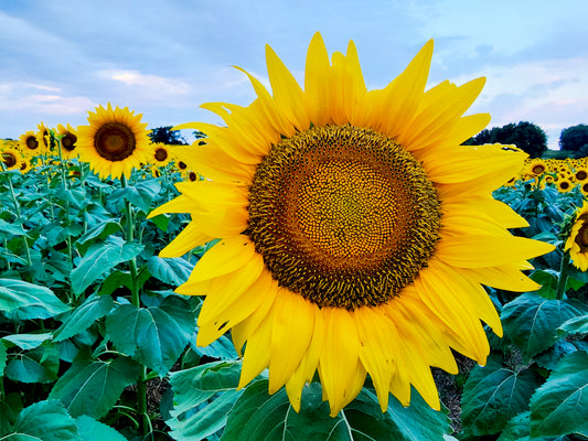 SUN0040 - Stunning in Yellow
