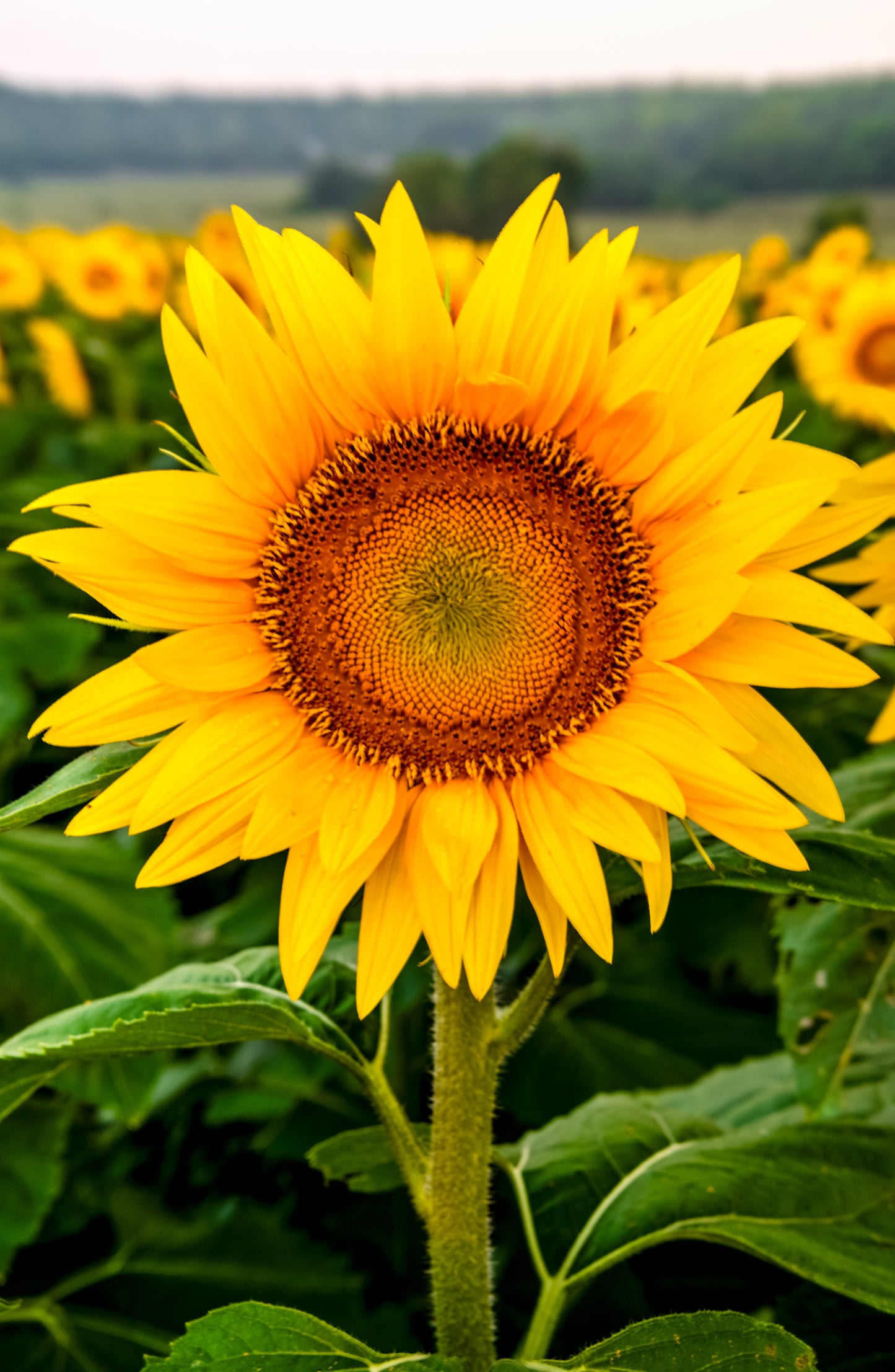 SUN0041 - Singled Out