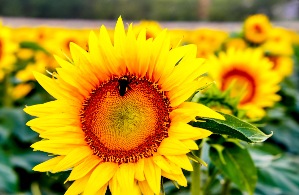 SUN0042 - Please Bee Mine