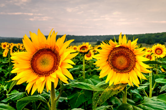 SUN0044 - Friends in the Field