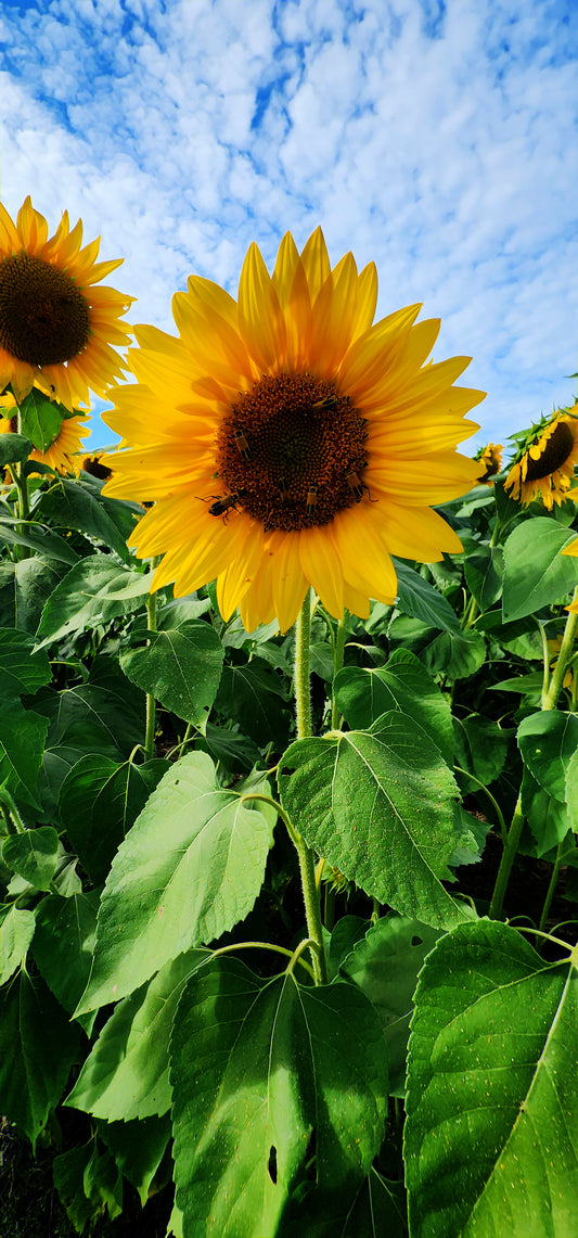 SUN0045 - Standing Tall and Proud