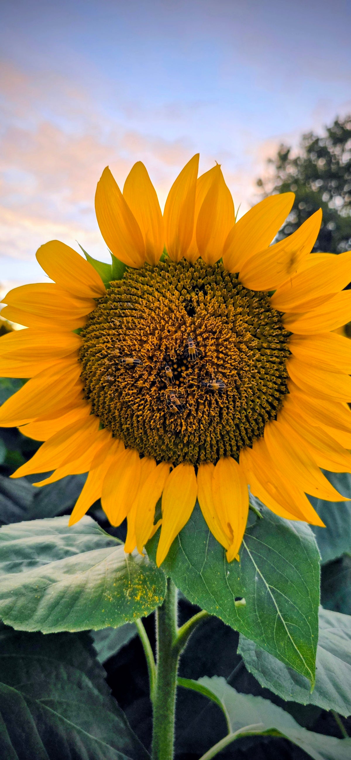 SUN0048 - Sunny Disposition