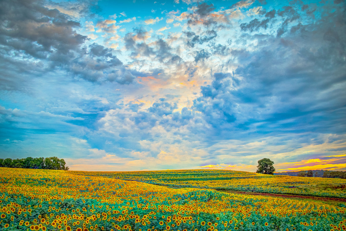 SUN0049 - Sunset On Sunflower Hill