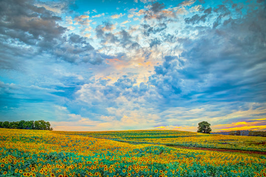 SUN0049 - Sunset On Sunflower Hill