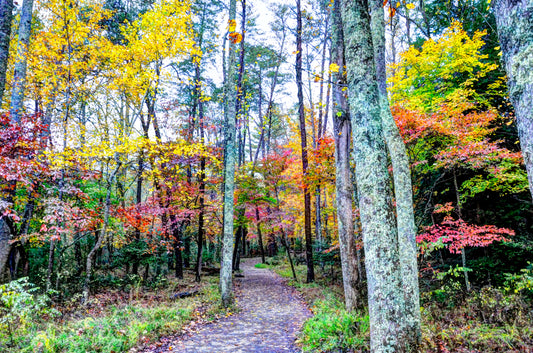 TN0003 - Colorful Path Through Smoky Mountain NP