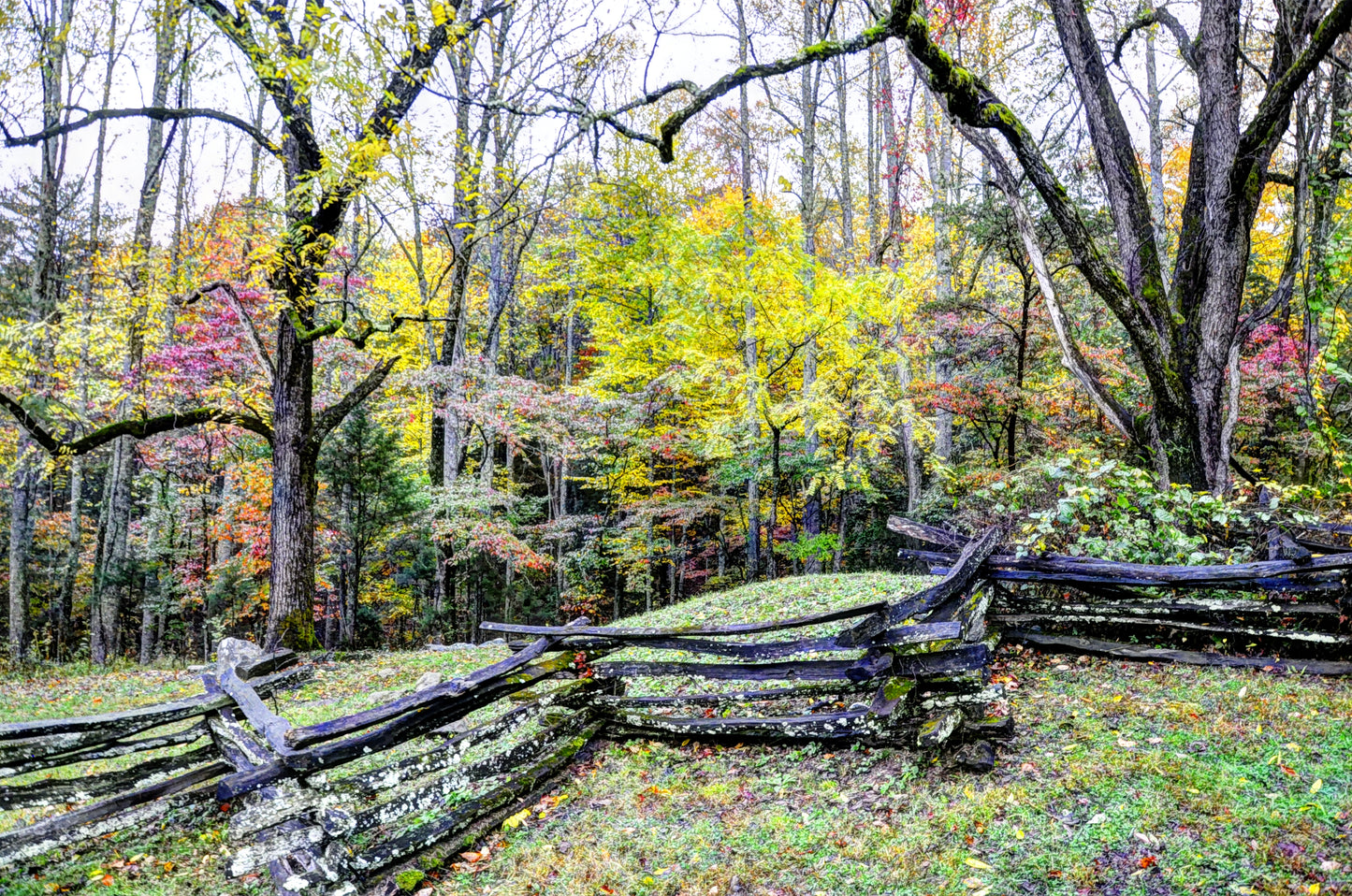 TN0004 - Smoky Mountain Rail Fence and Trees