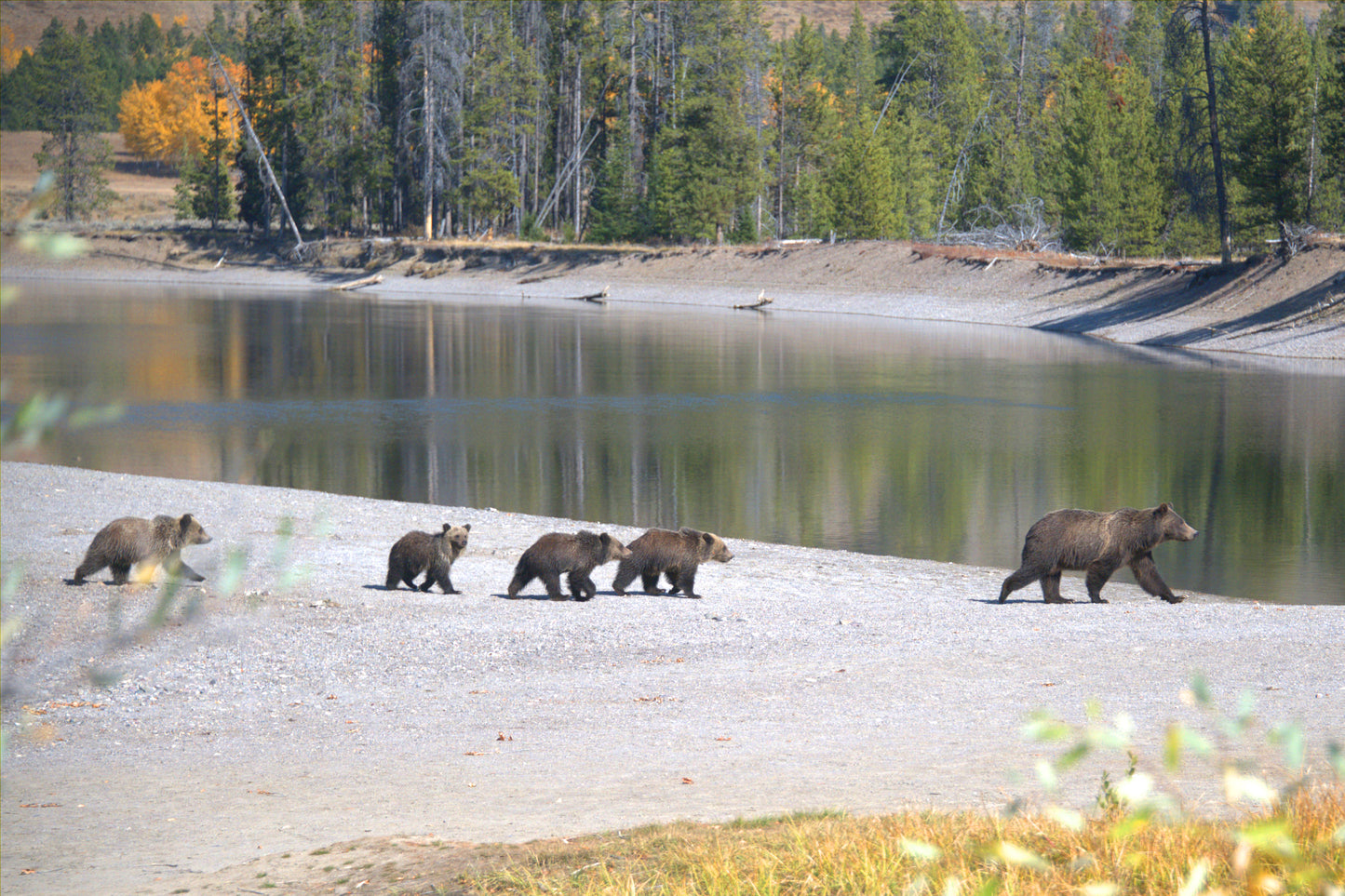 WY0038 - #399 and Her Quads