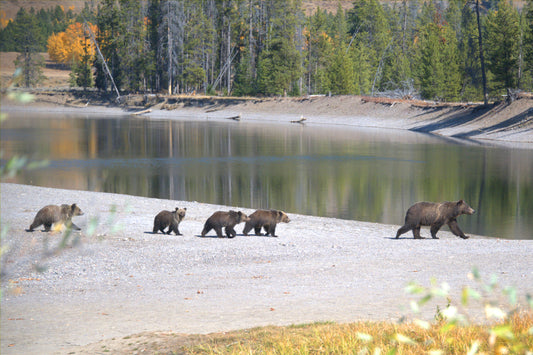 WY0038 - #399 and Her Quads