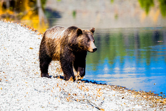 WY0039 - Famed Grizzly #399