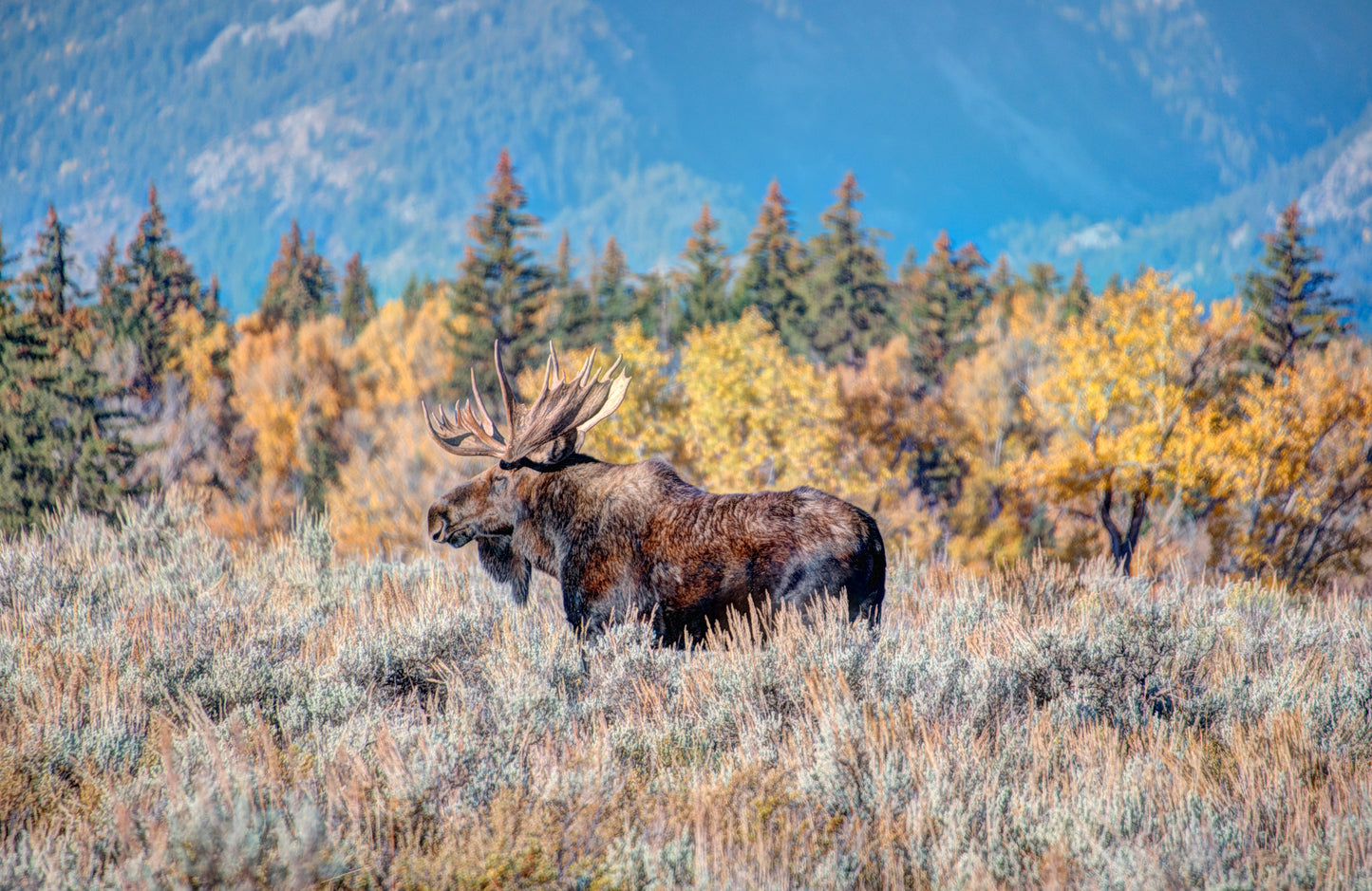 WY0042 - Bull Moose Near Moose Junction